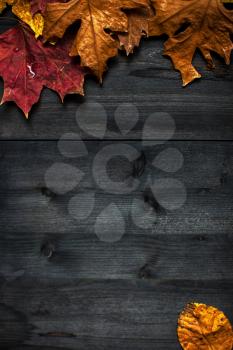 Wood autumn background with free space for design