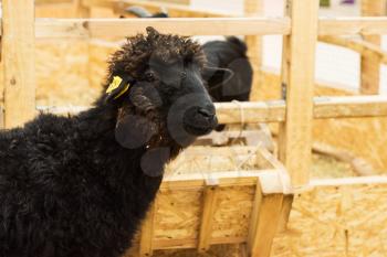 Black sheep at the farm