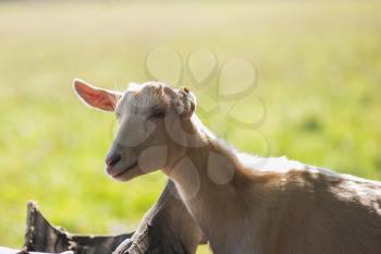 Photo of goat in farm background