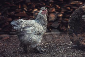 Chicken walking in the yard in countryside