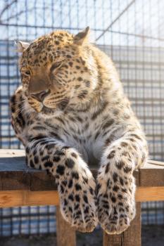 Portrait of the male leopard in a zoo