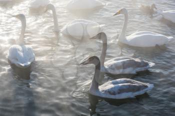 Beautiful white whooping swans swimming in the nonfreezing winter lake. The place of wintering of swans, Altay, Siberia, Russia.