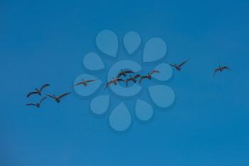 Flying white whooping swans, Altay, Siberia Russia