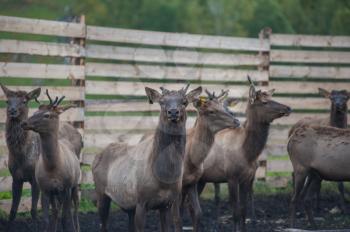 Domesticated deers marals on farm in Altay