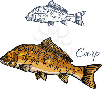 Carp fish isolated sketch. Mirror carp freshwater fish with large scale for fishing sport emblem, fish market food packaging label, seafood restaurant menu design