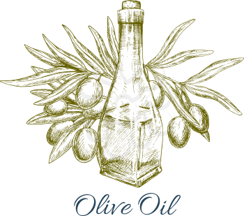Olive oil with green olive fruits sketch poster. Glass bottle of virgin olive oil and olive tree branch with ripe fruit and leaves. Natural organic oil label, healthy vegetarian food recipe design