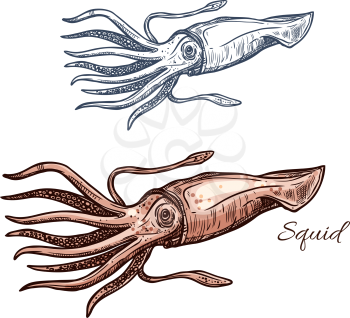 Squid isolated sketch. Invertebrate marine animal, european squid icon for seafood symbol, sea fishing and fishery industry themes, fish market label design