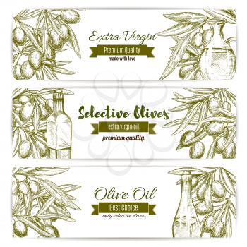 Olive oil and fresh olive fruit banner set. Branches of olive tree with fresh fruit and bottles of extra virgin oil sketches. Premium quality vegetarian food menu, food packaging label design