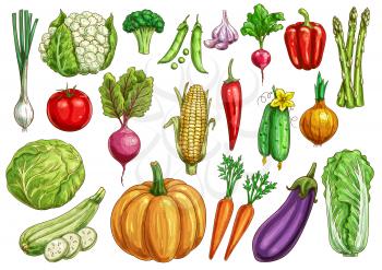 Fresh vegetables isolated sketch set. Organic tomato, carrot, pepper, onion, cabbage, broccoli, cucumber, potato, eggplant, garlic, asparagus, corn, radish, zucchini, cauliflower, pumpkin, beet, pea