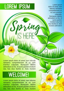 Spring is here vector poster for springtime holiday design of flowers bunch narcissus and daffodils bouquet on blooming nature grass lawn or field. Welcome Spring floral greeting design