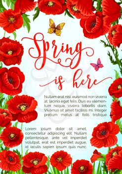 Spring is here vector poster with blooming poppy flowers floral frame. Springtime flourish nature with red flowers bouquets, blossoms and butterflies for seasonal holiday greeting quotes design