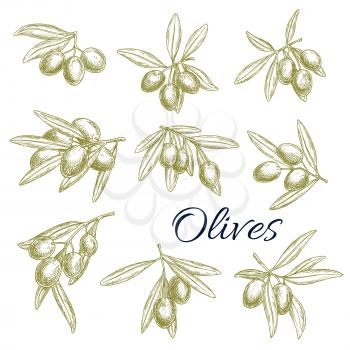 Olives vector sketch isolated icons set. Branches of fresh green or black olives harvest. Symbols for extra virgin olive oil products label or Italian and Mediterranean cuisine design elements