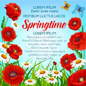 Springtime flowers and floral bouquets for spring holiday poster or greeting card template. Flourish and blooming poppy and daisy blossoms on green grass field with butterflies and ladybugs