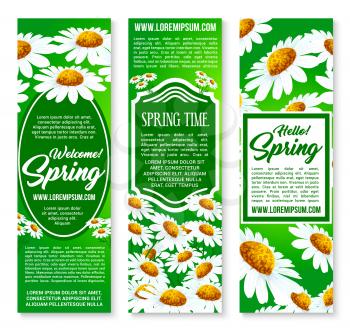 Hello Spring floral banner set. Figured frame, decorated by blooming daisy flowers with text layout in center for your greeting wishes. Springtime holidays celebration flyer design