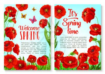 Spring season floral greeting card and poster template. Red flower and bud of wild poppy on green grass field with flying butterfly. Springtime holidays invitation flyer, Hello Spring banner design