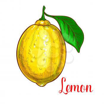 Lemon fruit sketch. Vector isolated icon of fresh citrus species with leaf. Sweet juicy whole lemon or lime fruit symbol for jam and juice product label or grocery store, shop and farm market design