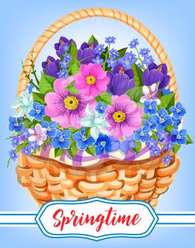 Springtime greeting card of flowers bouquet in wicker basket. Vector bunch of crocuses or violas and garden lily of valley, tulip or daffodil blossoms and flourish daisy and narcissus petals for sprin