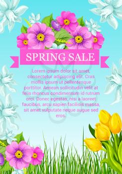Spring sale poster with flowers bouquets. Vector promo template of springtime crocuses or violas and floral bunches of blooming lily, roses and tulip blossoms with daffodils on green grass field