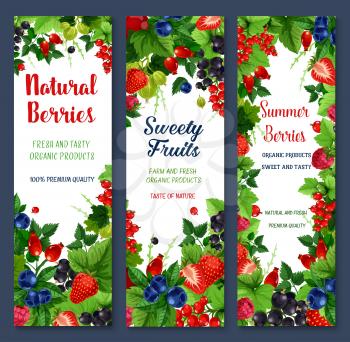 Berries banners of fresh natural fruits. Red and black currant or raspberry, garden cherry and gooseberry. Vector farm grown gooseberry, blueberry or blackberry and cranberry berry for organic market