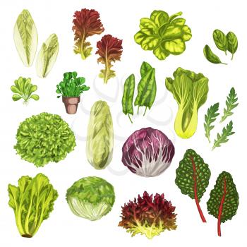 Vegetable greens, salad leaf and herbs watercolor illustration set. Fresh leaf lettuce, spinach, arugula, chinese cabbage, bok choy, iceberg and romaine lettuce, chicory, corn salad, sorrel and chard