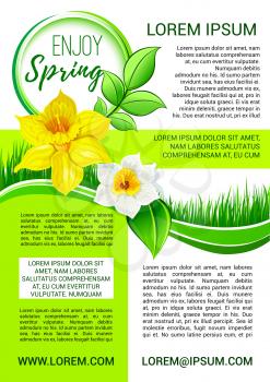 Enjoy Spring poster of blooming daffodil or narcissus flowers bouquet in green grass field. Vector design of spring nature in blossoms and floral bunches for springtime holiday greetings