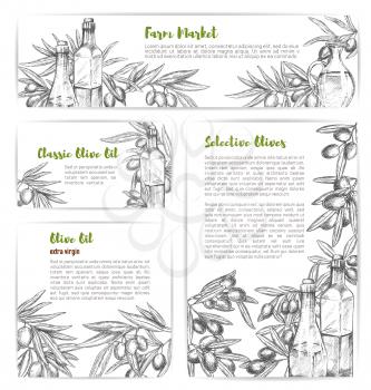 Olive oil sketch banners and posters set of green and black olives branches for olive oil market. Vector templates design of extra virgin natural organic cooking oil product in bottles or jars