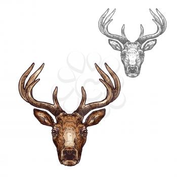 Deer head sketch vector icon. Wild forest stag deer or reindeer with antlers. Isolated wildlife fauna and zoology symbol or emblem for blazon for hunting sport team trophy, nature adventure club