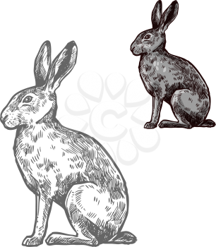 Hare or rabbit wild animal isolated sketch. Bunny, herbivorous mammal with long ears and grey fur for hunting sport and wildlife fauna symbol or t-shirt print design