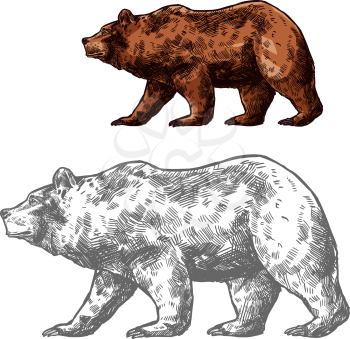 Bear walking sketch of brown grizzly. Wild predatory animal of walking or standing bear for forest wildlife and hunting sport club badge design