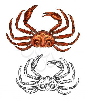 Crab seafood sketch isolated icon. Vector sea fishing or ocean fisher catch crustacean, fishery sea food underwater animal, zoology crab and salty snacks symbol