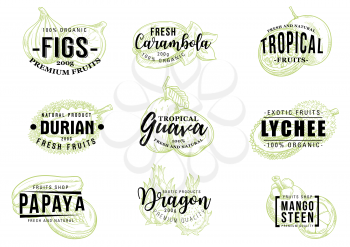 Exotic fruits sketch lettering, farm market and organic healthy food. Vector calligraphy with fig, carambola starfruit, durian and guava, lychee, papaya and dragon fruit pitaya, durian and mangosteen
