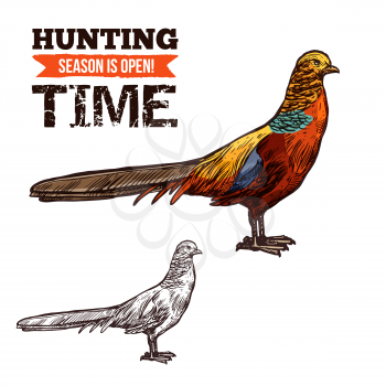 Pheasant bird colorful vector sketch, hunter society or hunt club design. Vector isolated wild forest Pheasant, bird hunt adventure