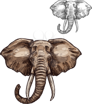 Elephant mammal animal sketch. Head of african elephant with grey skin, curved trunk and tusks isolated symbol for safari trip or zoo emblem, t-shirt print design