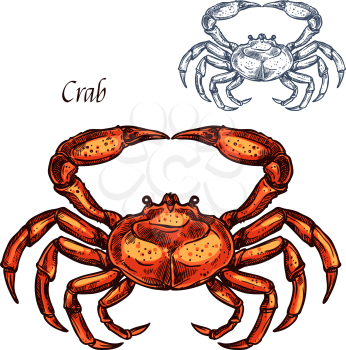Crab animal isolated sketch. Ocean crustacean, sea crab or lobster sign with red shell and claw. Marine shellfish symbol for seafood restaurant or underwater wildlife design