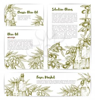 Olive oil banners and posters set. Vector sketch templates design of black and green olives for extra virgin natural olive oil product or organic cooking and farm market or store