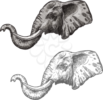 Elephant head or muzzle sketch icon. Vector isolated African or Indian wild mammal animal for zoology, mascot blazon of sport team, wildlife savanna nature adventure scout club or tattoo