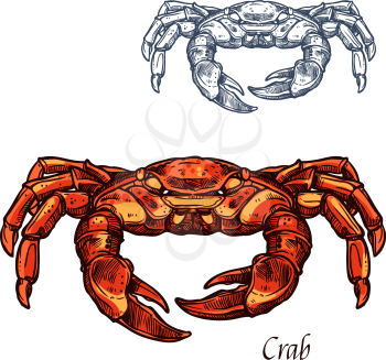 Crab sea animal sketch. Red crab or shellfish, lobster seafood animal and marine crustacean isolated vector icon for seafood restaurant symbol, fish market label design