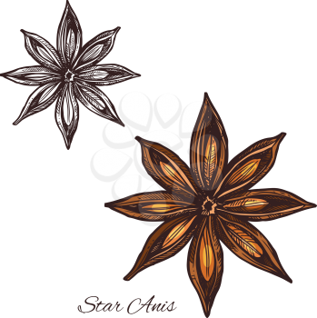 Star anise sketch of badian spice cooking ingredient. Anise fruit with seed isolated icon for food seasoning and flavoring plant packaging, cooking book or spice shop label design