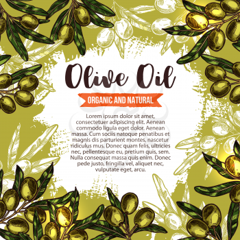 Olive oil sketch poster with olive branch frame. Olive tree wreath of green fruit and leaf with ribbon banner for organic natural food packaging and oil bottle label, mediterranean cuisine design