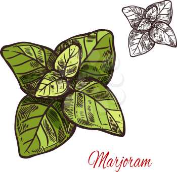 Marjoram seasoning spice herb sketch icon. Vector isolated marjoram leaf herb plant for culinary cuisine cooking or flavoring herbal seasoning ingredient or grocery store and market design