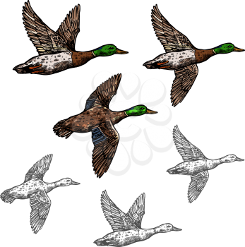 Duck mallard wild bird vector sketch icon. Drake duck flying symbol for wildlife fauna and zoology or hunting sport team trophy symbol and nature zoo adventure club design