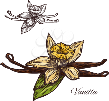 Vanilla spice herb sketch icon. Vector isolated flower and pod of vanilla plant for culinary cuisine cooking or flavoring herbal seasoning ingredient, botanical or grocery store and market design