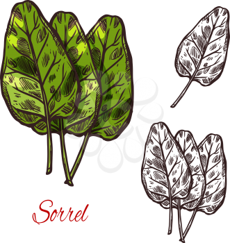 Sorrel vegetable spice herb plant sketch icon. Vector isolated leaf of wild sorrel lettuce for culinary cuisine cooking or flavoring herbal seasoning ingredient or grocery store and market design