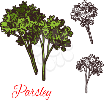 Parsley seasoning spice herb sketch icon. Vector isolated parsley plant for culinary cuisine cooking or flavoring herbal seasoning ingredient or grocery store and market design
