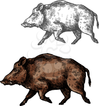 Boar wild animal vector sketch icon. Wild aper swine or pig hog side view symbol for wildlife fauna and zoology or hunting sport team trophy symbol and nature zoo adventure club design
