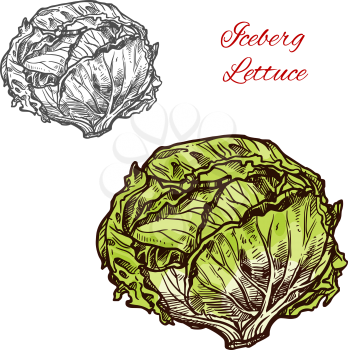 Green iceberg lettuce vegetable vector sketch. Botanical design of vegetarian veggie for salad food or natural healthy and organic farm agriculture products