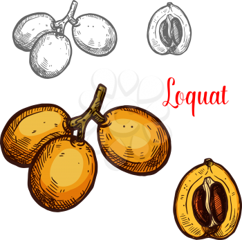 Loquat yellow tropical fruit sketch. Vector botanical design of loquat whole or cut with seed for farm fruit market, juice or jam package