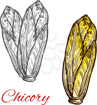 Chicory lettuce vegetable vector sketch. Botanical design of vegetarian veggie for salad food or natural healthy and organic farm agriculture products