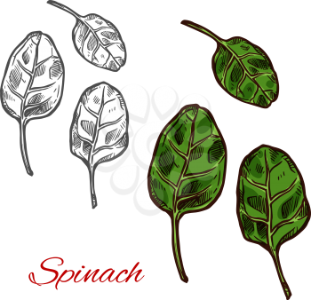 Spinach vegetable sketch with fresh green leaf. Salad leaf of healthy organic flowering plant, diet food ingredient for vegetarian nutrition recipe or farm market packaging label design