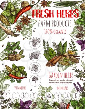 Herbs and spices vector banner. Sketch set of chili pepper and cinnamon, basil or oregano leaf for salad dressing, onion leek and ginger, aroma peppermint or vanilla and garlic with dill and arugula